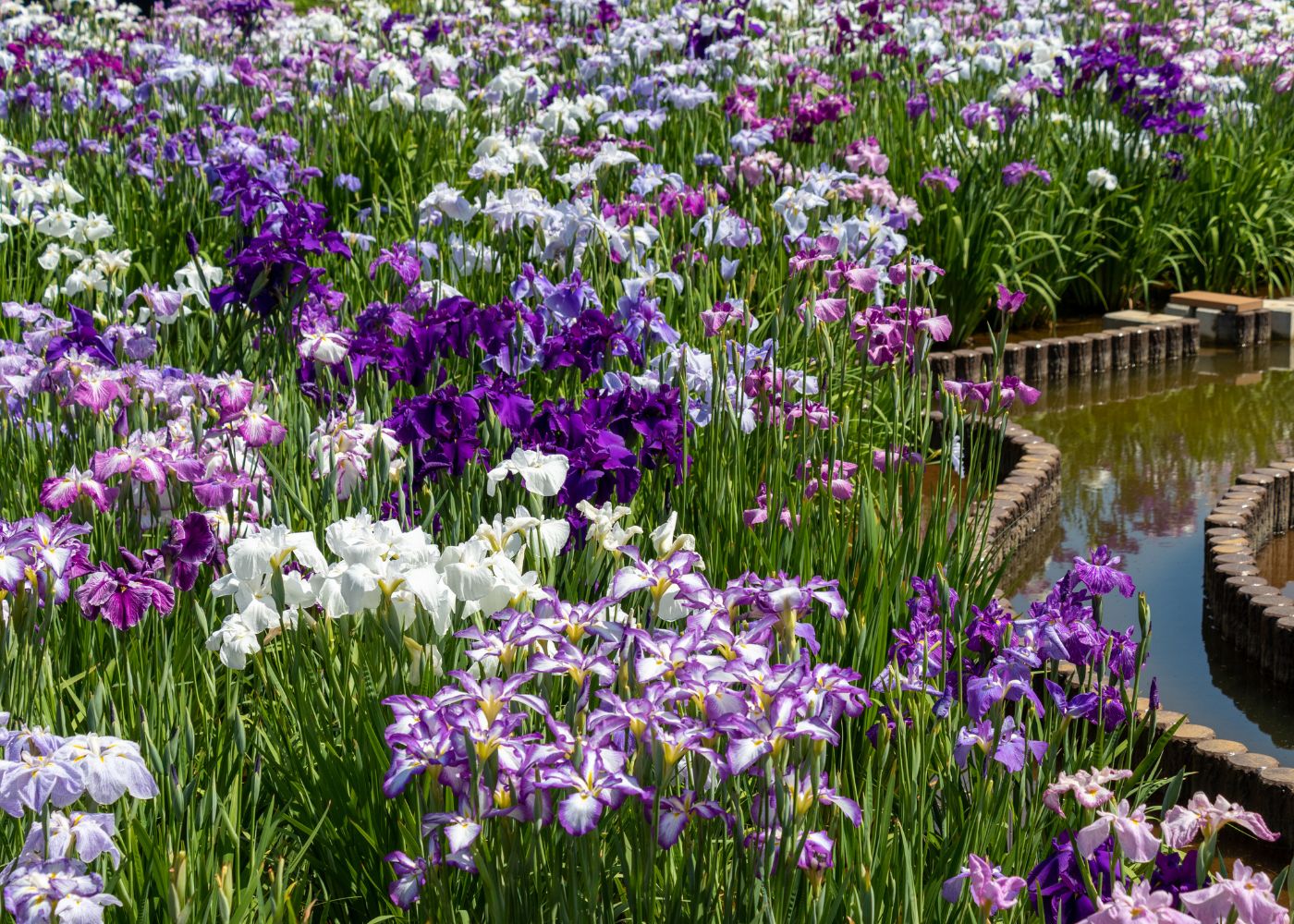 Grow Your Dream Garden Today