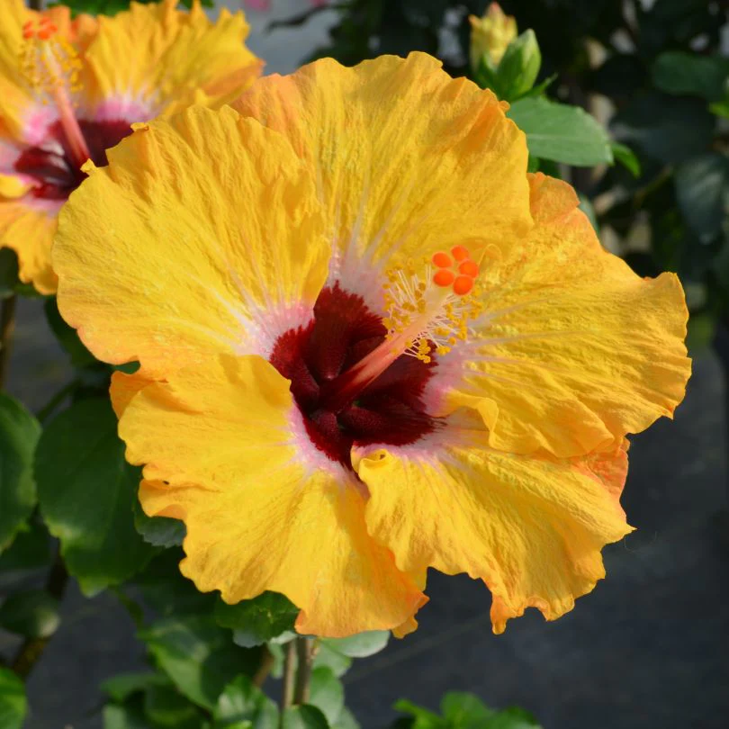 Best-Selling Plants
