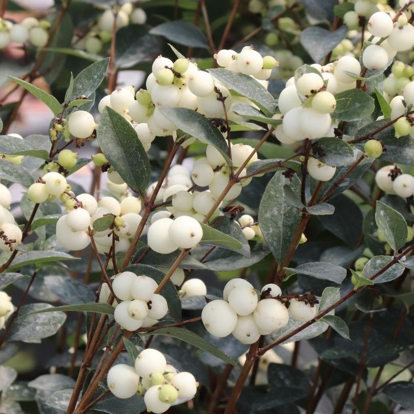New Shrubs & Trees