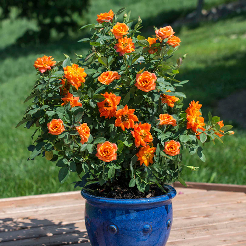 Shrubs & Trees Best-Sellers
